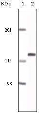 WB analysis of NIH3T3 cell lysate using GTX83159 EphA2 antibody [1B3C7].