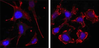 ICC/IF analysis of SKBR-3 (left) and A549 (right) cells using GTX83163 beta Actin antibody [8H10D10]. Red : beta Actin Blue: DRAQ5 fluorescent DNA dye