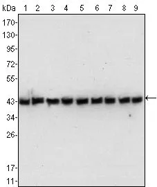FACS analysis of MCF-7 cells using GTX83163 beta Actin antibody [8H10D10]. Right : beta Actin Left : negative control