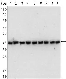WB analysis of NIH3T3 (1), Jurkat (2), HeLa (3), CHO (4), PC-12 (5), HEK293 (6), COS (7), A549 (8) and MCF-7 (9) cell lysate using GTX83163 beta Actin antibody [8H10D10].