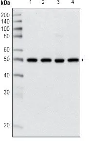 WB analysis of HeLa (1), NIH3T3 (2), C6 (3) and COS (4) cell lysate using GTX83173 HDAC3 antibody [7G6C5].
