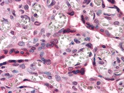 IHC-P analysis of human Placenta tissue using GTX83185 beta Catenin antibody [4D5].