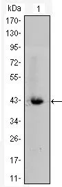 WB analysis of beta Catenin -hIgGFc transfected HEK293 cell lysate using GTX83185 beta Catenin antibody [4D5].