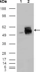 WB analysis of HEK293T cells transfected with the pCMV6-ENTRY control (1) and pCMV6-ENTRY FRK cDNA (2) using GTX83187 FRK antibody [1A8H2C12].