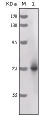 WB analysis of full-length HRP recombinant protein using GTX83207 Horseradish Peroxidase antibody [3A5C6].