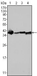 WB analysis of SMMC-7721 (1), HepG2 (2), HeLa (3) and HEK293 (4) cell lysate using GTX83217 Nucleophosmin antibody [7H10B9].