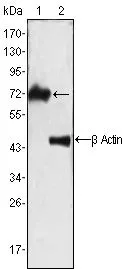 WB analysis of Jurkat cell lysate using GTX83218 ZAP70 antibody [3D2A4].