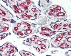 IHC-P analysis of human placenta using GTX83248 CD31 antibody [2F7B2].