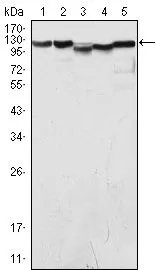WB analysis of COS (1), HeLa (2), NIH3T3 (3), A549 (4) and Jurkat (5) cell lysate using GTX83263 LSD1 antibody [1B2E5].
