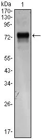 WB analysis of XBP1(AA: 1-160)-hIgGFc transfected HEK293 cell lysate using GTX83279 XBP1 antibody [1C4].