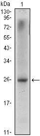 WB analysis of LNCaP (1) cell lysate using GTX83288 Nkx3.1 antibody [4H4].
