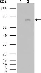 WB analysis of HEK293T cells transfected with the pCMV6-ENTRY control (1) and pCMV6-ENTRY FGFR4 cDNA (2) using GTX83291 FGFR4 antibody [4H2B10B2].