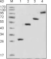 WB analysis of recombinant GFP protein (1) and various recombinant fusion protein with GFP tag (2, 3, 4) using GTX83292 GFP antibody [4B10B2].