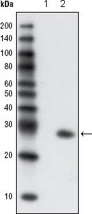 WB analysis of extracts from HCC827 cells, untransfected (1) and transfected with GFP(2) using GTX83292 GFP antibody [4B10B2].