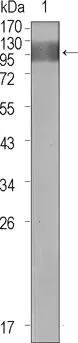 WB analysis of extracellular domain of human FLT1 using GTX83314 VEGF Receptor 1 antibody [3D10].
