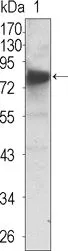 WB analysis of extracellular domain of human NTRK3 (aa32-429) using GTX83321 TrkC antibody [7H6].