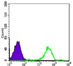 FACS analysis of Raji cells using GTX83323 FAK antibody [10H7E9]. Green : FAK Purple : negative control