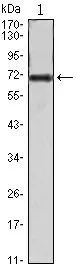 WB analysis of FAK(AA: 354-533)-hIgGFc transfected HEK293 cell lysate using GTX83323 FAK antibody [10H7E9].