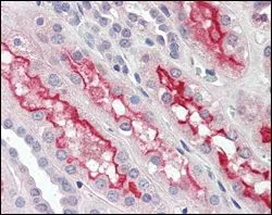 IHC-P analysis of human kidney tissue using GTX83329 FER antibody [5D2C4].