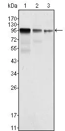 WB analysis of NIH3T3 (1), A549 (2) and SK-MEL-5 (3) cell lysate using GTX83329 FER antibody [5D2C4].