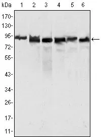 WB analysis of HeLa (1), MCF-7 (2) and A549 (3), Jurkat (4), 2R75 (5) and COS (6) cell lysate using GTX83336 MLH1 antibody [4C9C7].