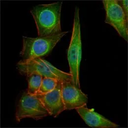 ICC/IF analysis of PANC-1 cells using GTX83356 beta Tubulin 3/ Tuj1 antibody [2E9]. Green : beta Tubulin 3/ Tuj1 Blue: DRAQ5 fluorescent DNA dye Red: Actin filaments