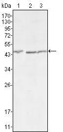 WB analysis of HEK293 (1), MCF-7 (2) and HL7702 (3) cell lysate using GTX83357 DKK3 antibody [4G7].