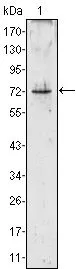 WB analysis of PR3 (aa28-256)-hIgGFc transfected HEK293 cell lysate using GTX83362 PR3 antibody [3B4].
