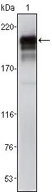 WB analysis of NIH3T3 cell lysate using GTX83371 PDGF Receptor beta antibody [1A2].
