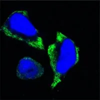ICC/IF analysis of HeLa cells using GTX83373 PAK2 antibody [3B5]. Green : PAK2 Blue: DRAQ5 fluorescent DNA dye