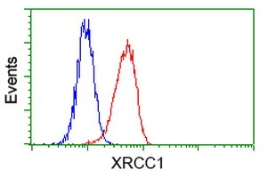 FACS analysis of HeLa cells using GTX83410 XRCC1 antibody [2G8]. Red : Primary antibody Blue : Negative control antibody