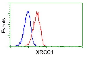 FACS analysis of Jurkat cells using GTX83410 XRCC1 antibody [2G8]. Red : Primary antibody Blue : Negative control antibody