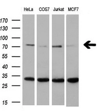 WB analysis of various cell lines using GTX83411 XRCC1 antibody [2D8]. Loading : 10 ug per lane Dilution : 1:200