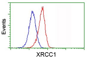 FACS analysis of Jurkat cells using GTX83411 XRCC1 antibody [2D8]. Red : Primary antibody Blue : Negative control antibody