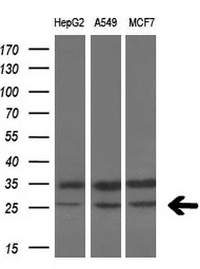 WB analysis of various cell lines using GTX83426 VEGFA antibody [4E3]. Loading : 10 ug per lane Dilution : 1:200
