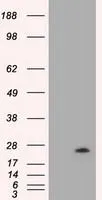 WB analysis of HEK293T cells transfected with VEGFA plasmid (Right) or empty vector (Left) for 48 hrs using GTX83426 VEGFA antibody [4E3]. Loading : 5 ug per lane