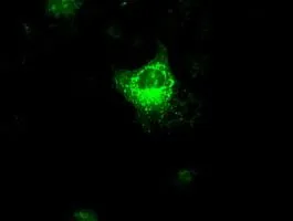 ICC/IF analysis of COS7 cells transiently transfected with VEGFA plasmid using GTX83426 VEGFA antibody [4E3].