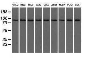 WB analysis of various cell lines using GTX83430 USP5 antibody [2H5]. Loading : 35 ug per lane