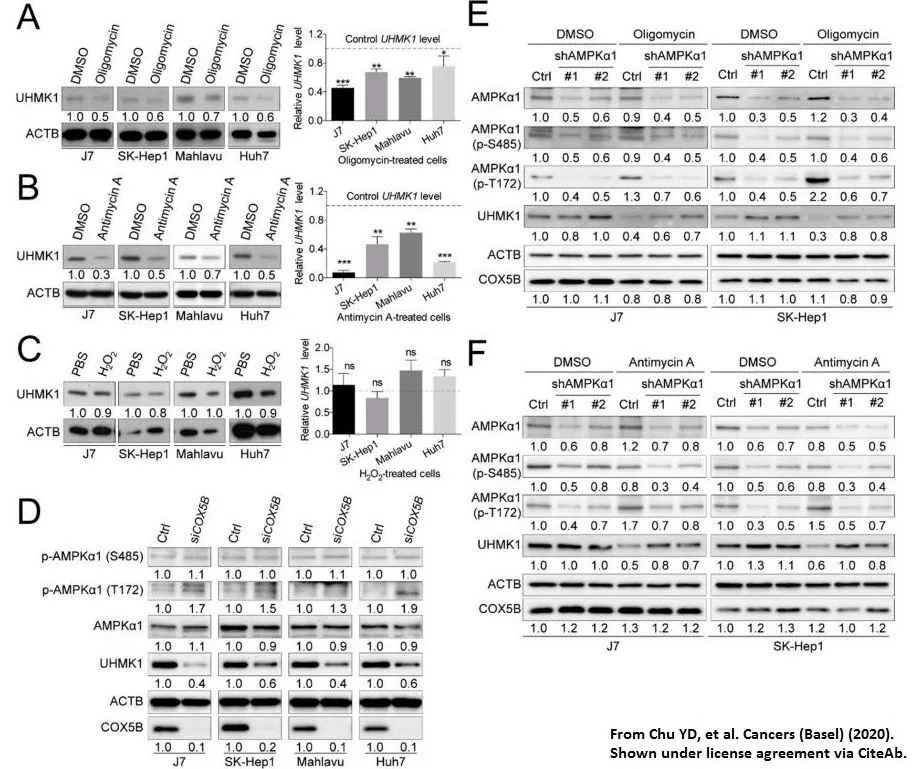 The data was published in the journal Cancers (Basel) in 2020.PMID: 32580279