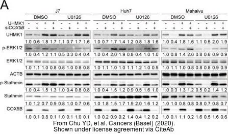 The data was published in the journal Cancers (Basel) in 2020.PMID: 32580279