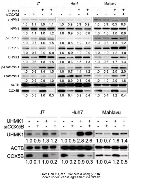 The data was published in the journal Cancers (Basel) in 2020.PMID: 32580279