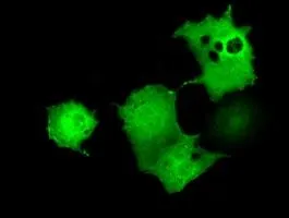 ICC/IF analysis of COS7 cells transiently transfected with UBXN10 plasmid using GTX83450 UBXN10 antibody [2F6].