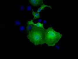 ICC/IF analysis of COS7 cells transiently transfected with UBXN10 plasmid using GTX83451 UBXN10 antibody [1H5].