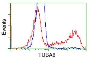 FACS analysis of HEK293T cells transfected with either alpha Tubulin 8 plasmid(Red) or empty vector control plasmid(Blue) using GTX83461 alpha Tubulin 8 antibody [2C2].