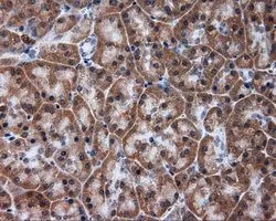 IHC-P analysis of pancreas tissue using GTX83463 alpha Tubulin 8 antibody [3E10]. Antigen retrieval : Heat-induced epitope retrieval by 10mM citrate buffer, pH6.0, 100oC for 10min. Dilution : 1:50