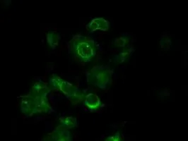 ICC/IF analysis of COS7 cells transiently transfected with alpha Tubulin 8 plasmid using GTX83463 alpha Tubulin 8 antibody [3E10].