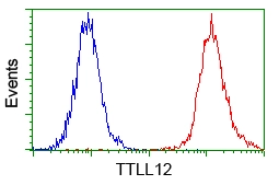 FACS analysis of Jurkat cells using GTX83469 TTLL12 antibody [7F11]. Red : Primary antibody Blue : Negative control antibody
