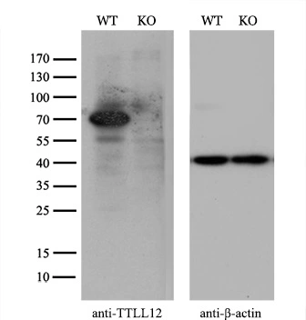 WB analysis of wild type and TTLL12 knock out 293T cell lysate(10microg per lane) using GTX83469 TTLL12 antibody [7F11]. Dilution : 1:500