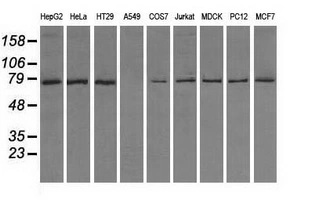 WB analysis of various cell lines using GTX83469 TTLL12 antibody [7F11]. Loading : 35 ug per lane