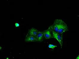 ICC/IF analysis of COS7 cells transiently transfected with TTLL12 plasmid using GTX83469 TTLL12 antibody [7F11].